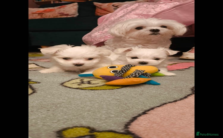Maltese dogs Korean line Maltese puppies - Advert 14