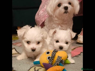 Maltese dogs Korean line Maltese puppies - Advert 9