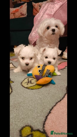 Maltese dogs Korean line Maltese puppies - Advert 14