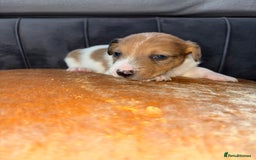 Jack Russell dogs for sale: One boy and one girl Jack Russell left  - Image 10