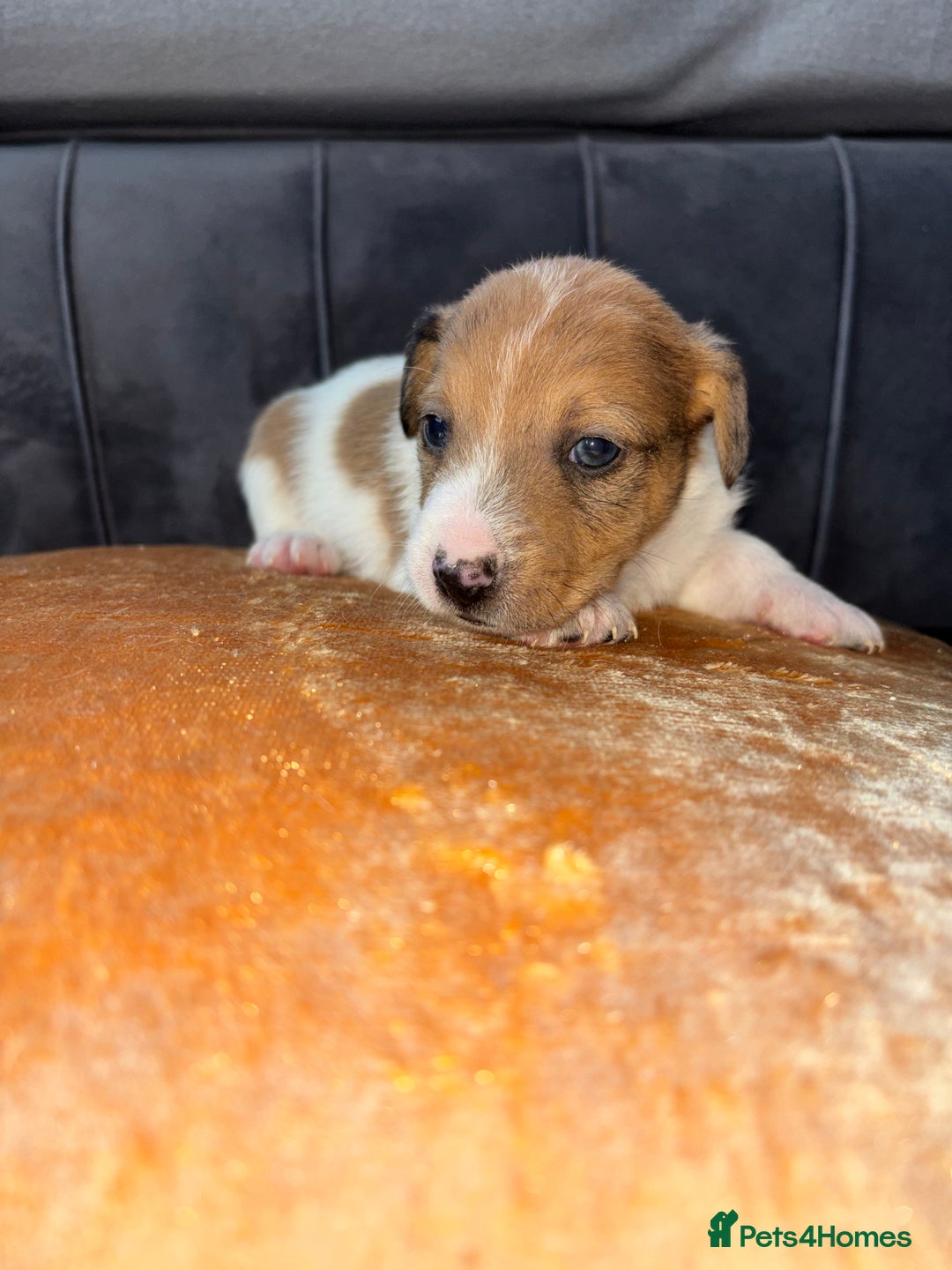 Jack Russell dogs for sale: One boy and one girl Jack Russell left  - Image 10