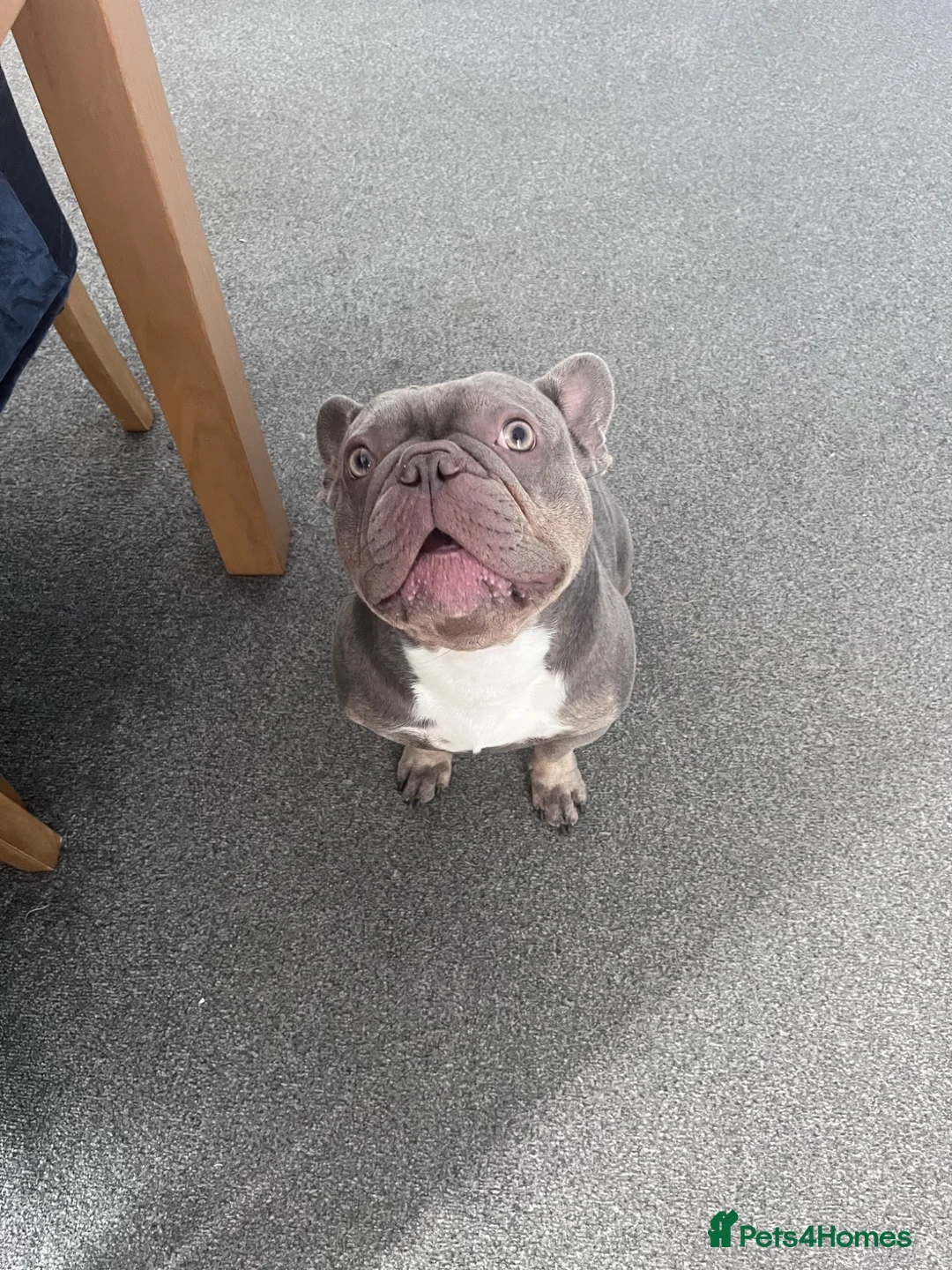 French Bulldog dogs for stud: Keeko - Advert 2