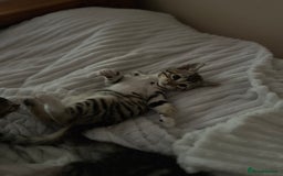 Bengal cats for sale: Half bengal kitten looking for her forever home - Image 13
