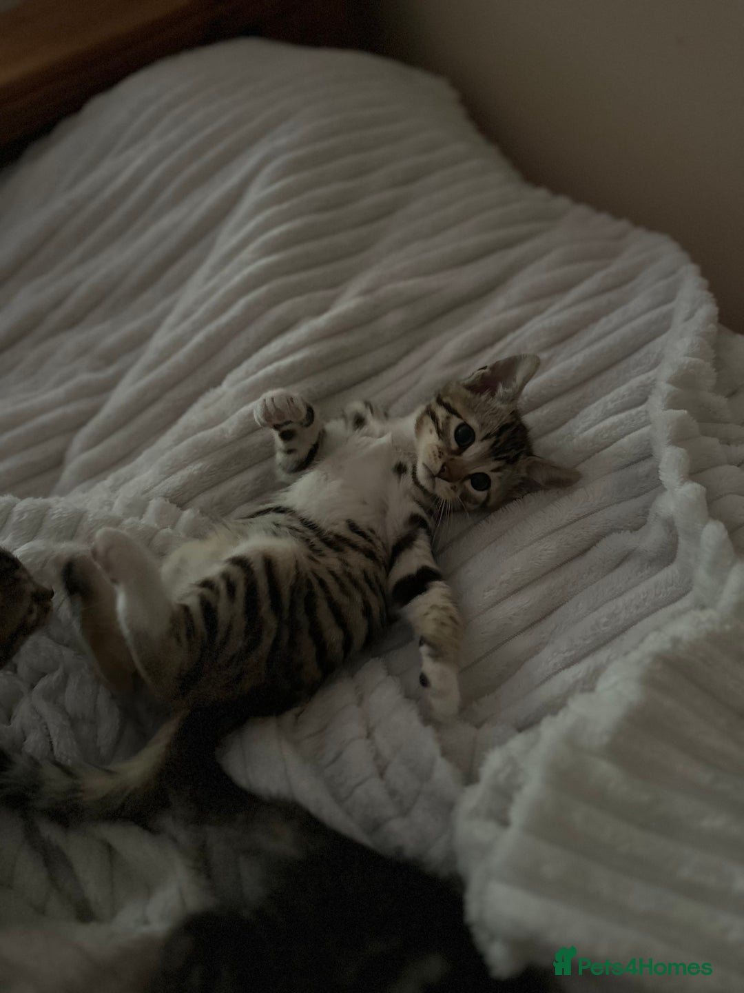 Bengal cats for sale: Half bengal kitten looking for her forever home - Image 13
