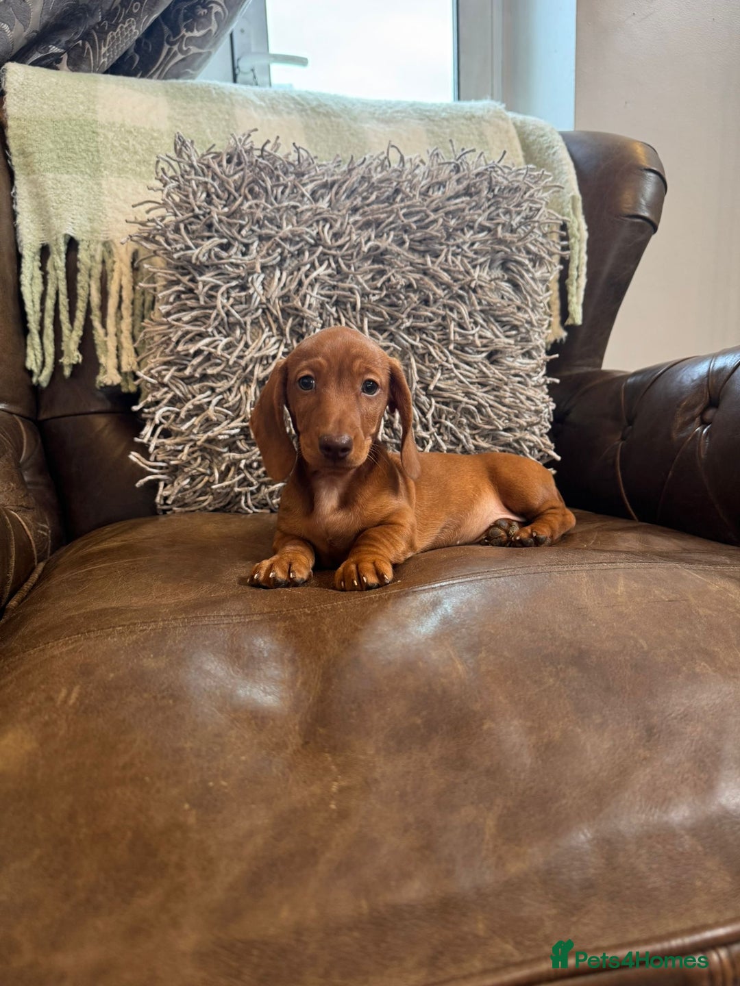 Miniature Dachshund dogs for sale: Miniature Dachshund Puppies - Image 12