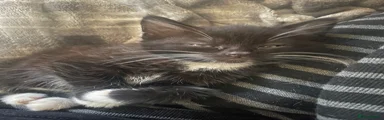 Mixed Breed Kitten 2