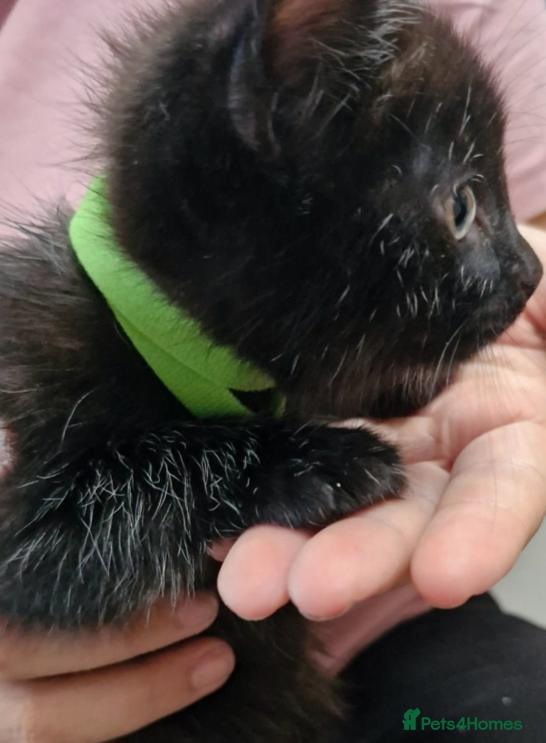 Mixed Breed cats for sale: Kittens  - Image 8