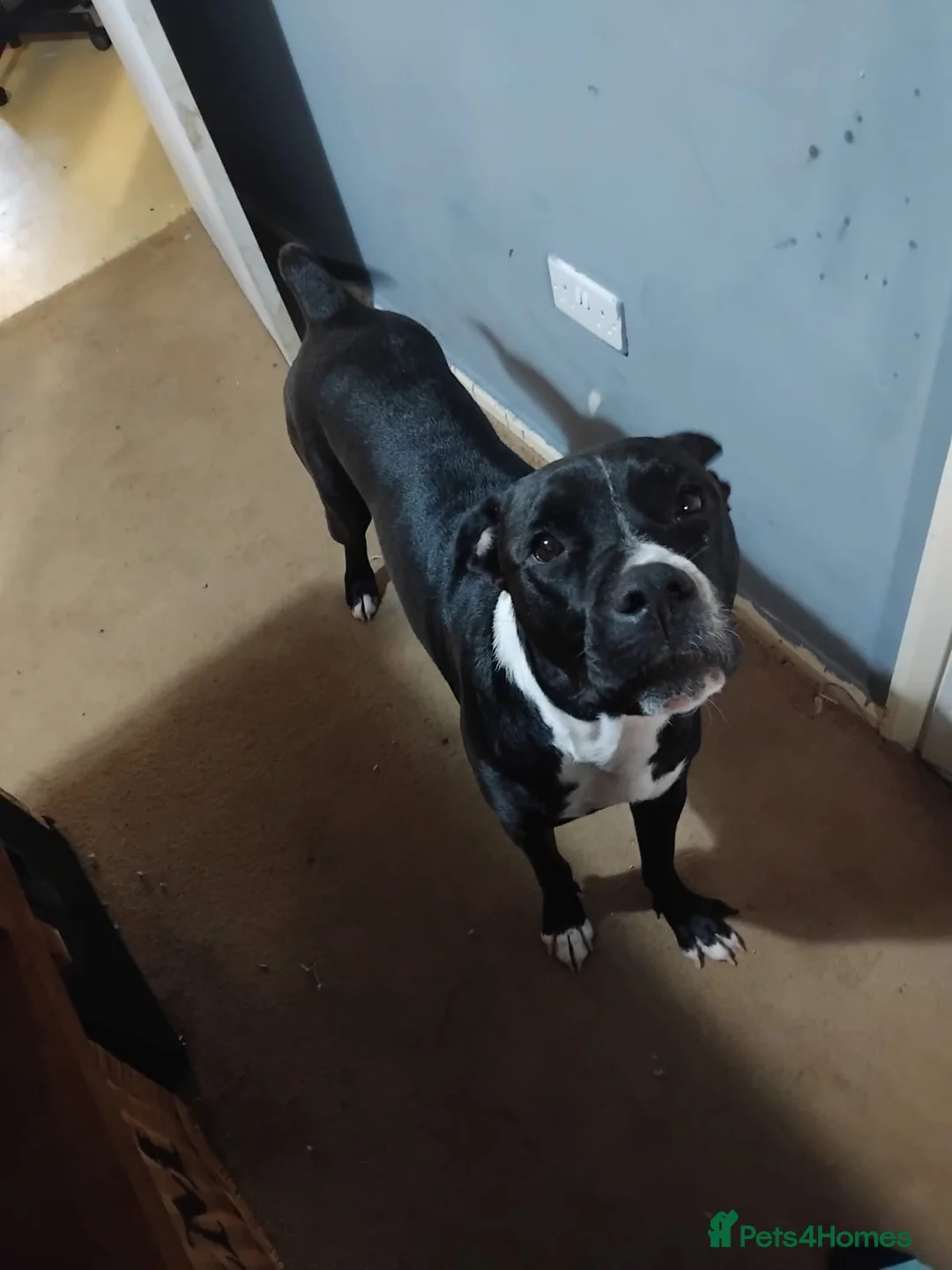 Mixed Breed dogs for sale: Cane Corso X Staffordshire bull terrier pup - Advert 7