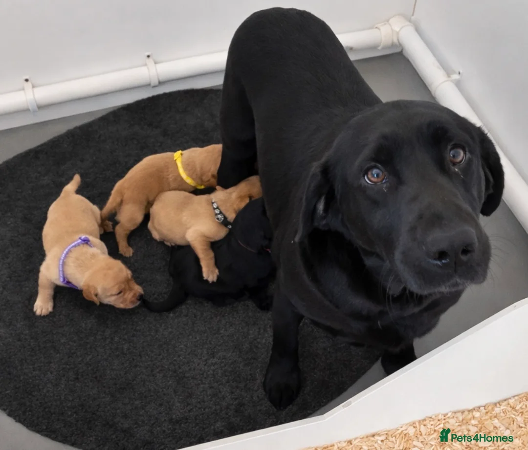 Labrador Retriever dogs for sale: 7 kc chunky Labrador pups  - Advert 2