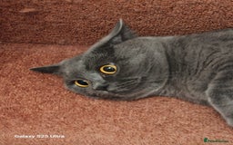 British Shorthair cats for sale: Beautiful BSH blue  - Image 2
