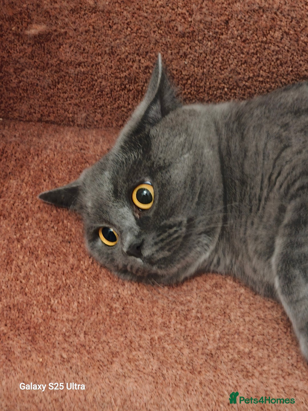 British Shorthair cats for sale: Beautiful BSH blue  - Image 2