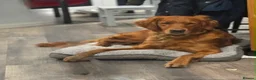 Golden Retriever dogs for sale: Beautiful litter of golden retriever puppies  in Bolton - Advert 1