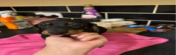 Miniature Dachshund dogs for sale: Adorable Miniature Dachshund Girl in Enfield - Advert 18