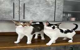Mixed Breed cats for sale: Free to a good home - Image 3