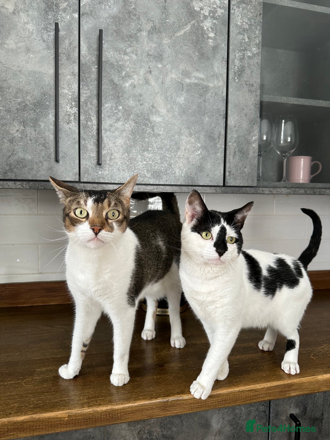 Mixed Breed cats for sale: Free to a good home - Image 3