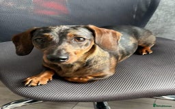 Miniature Dachshund dogs for sale: Miniature dachshund merle - Image 1