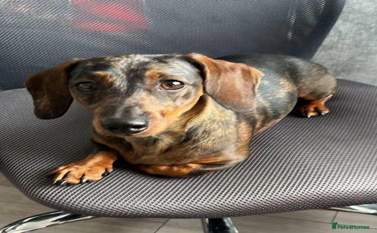 Miniature Dachshund dogs - Advert 2