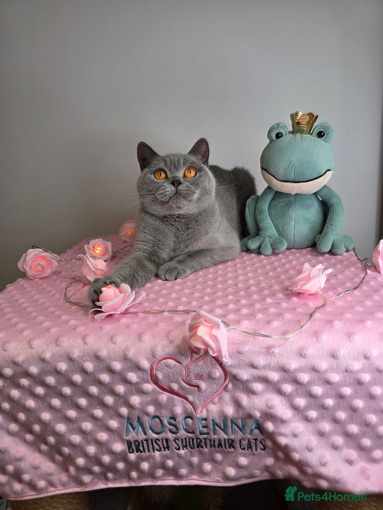 British Shorthair cats CHAMPION SIRED GCCF REG BSH RETIRED BLUE QUEEN  - Advert 3