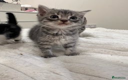 Mixed Breed cats for sale: Six adorable mixed silver striped bengal kittens  - Image 6