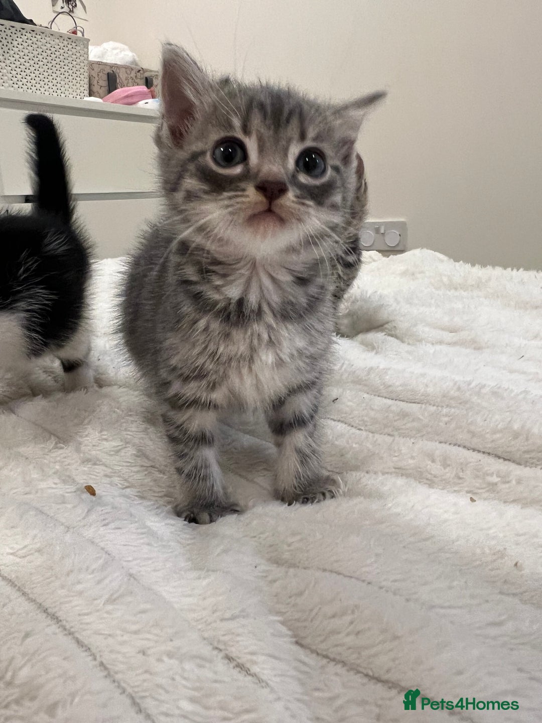 Mixed Breed cats for sale: Six adorable mixed silver striped bengal kittens  - Image 6