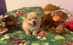 Chow Chow dogs for sale: 5 Chow Chow Puppies - Image 5