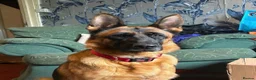 German Shepherd dogs for sale: Working line Shepherd pups - Advert 29