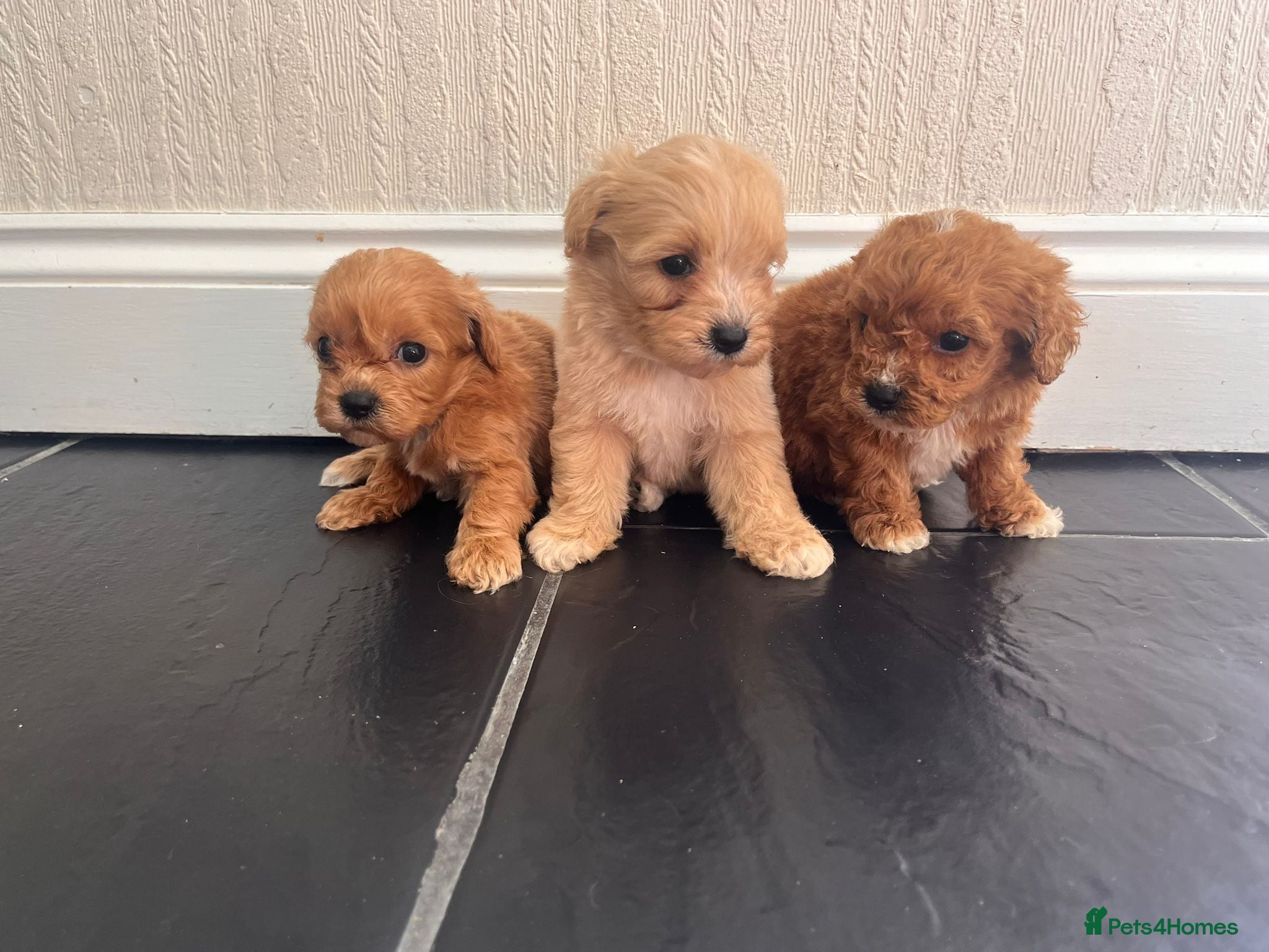Cavapoo dogs  CAVAPOO F1 PUPPYS BOYS +GIRLS AVAILABLE  - Advert 2