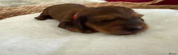 Miniature Dachshund dogs for sale: Show class mini longhair pups from Crufts winner  - Advert 23