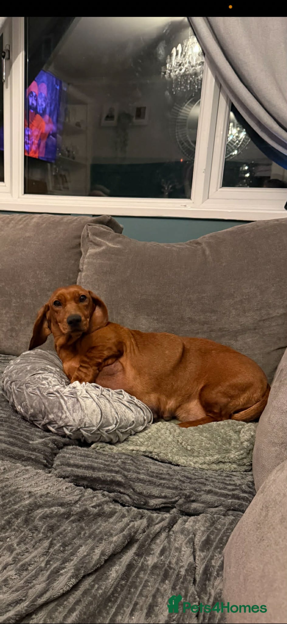 Dachshund dogs Dashound puppies for sale  - Advert 1