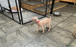 Italian Greyhound dogs for sale:  Beautiful Italian greyhound puppies  - Image 23