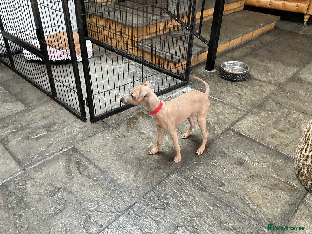 Italian Greyhound dogs for sale:  Beautiful Italian greyhound puppies  - Image 23