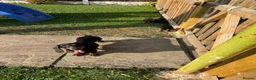 Miniature Dachshund dogs for sale: Ready now Miniature dachshund girls - Advert 5