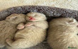 British Shorthair cats for sale: Lilac Brithish Shorthair  - Image 1