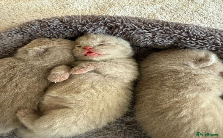 British Shorthair cats for sale - Advert 1