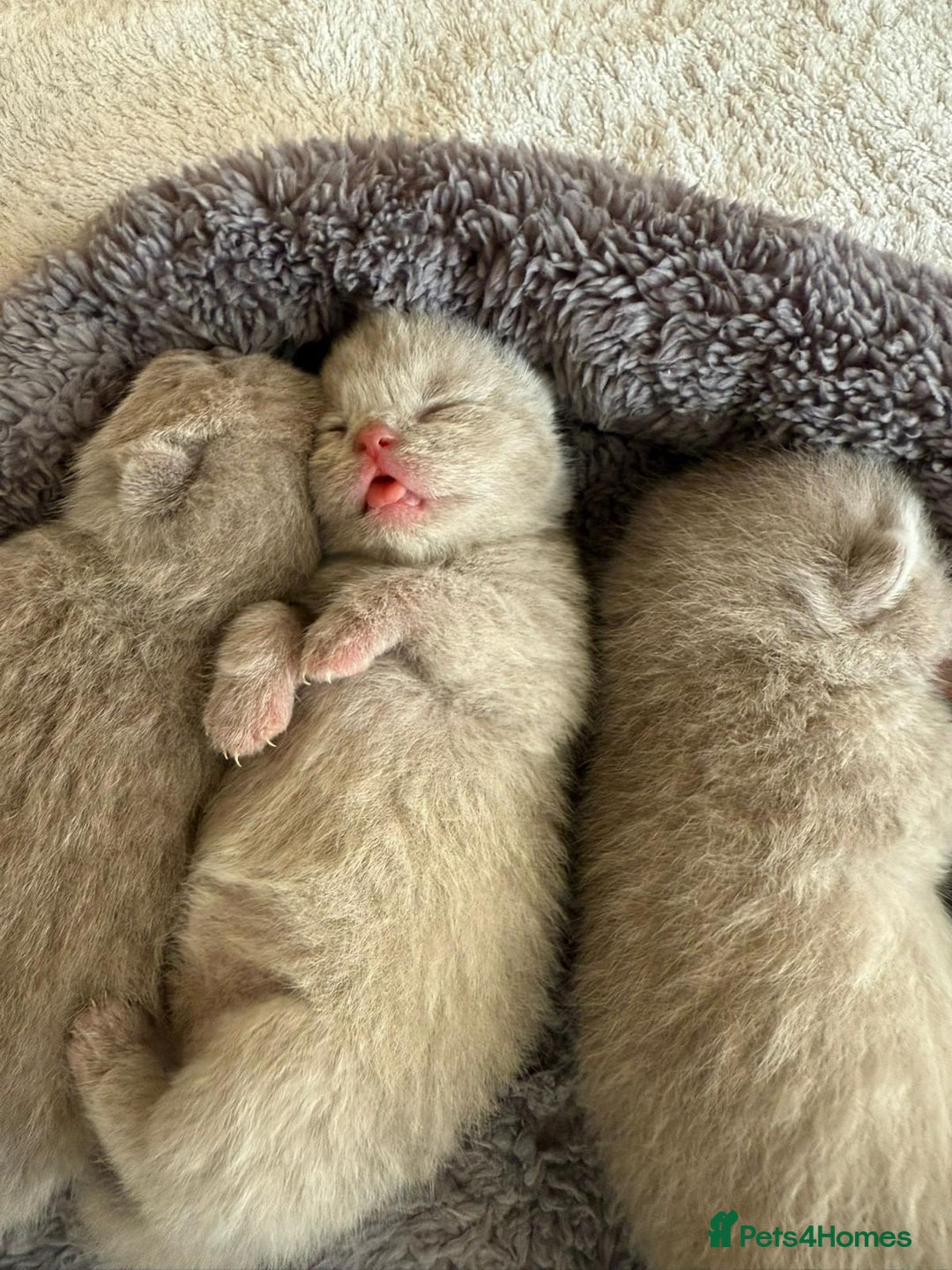British Shorthair cats for sale: Lilac Brithish Shorthair  - Image 1