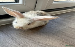 English Lop rabbits for sale: Beautiful rabbits for sale 07840003253  - Image 16