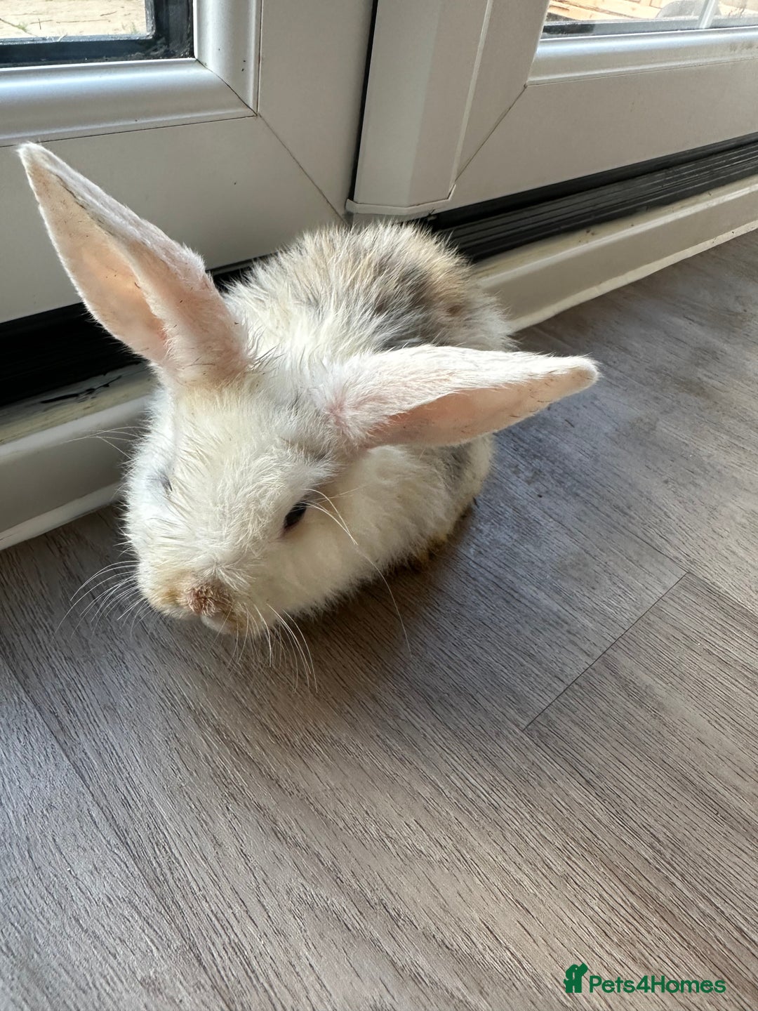 English Lop rabbits for sale: Beautiful rabbits for sale 07840003253  - Image 16