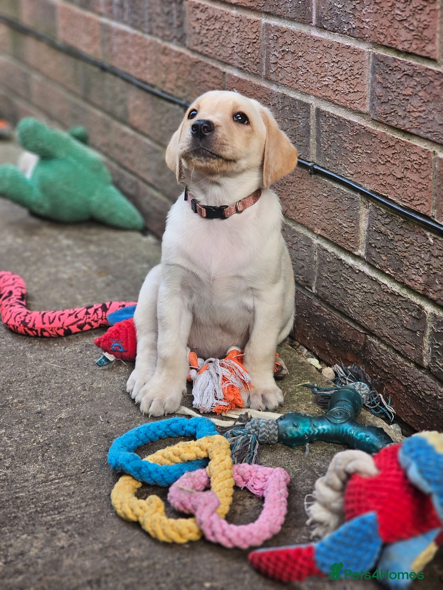 Labrador Retriever dogs Outstanding litter of 7 KC Reg Labrador Pups - Advert 10