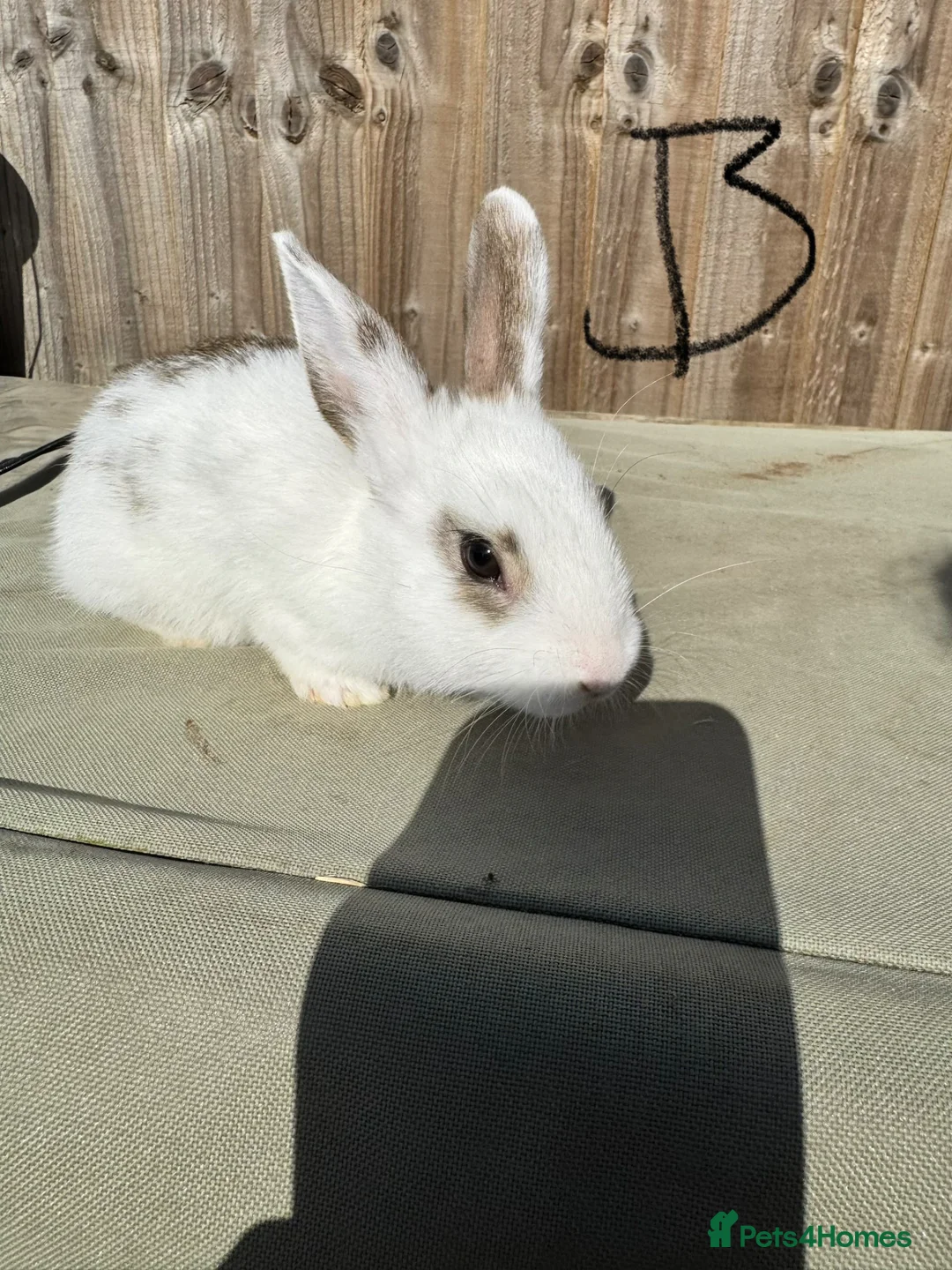 Mixed Breed rabbits for sale: Mixed breed baby bunnies - Advert 2