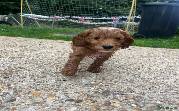 Cockapoo dogs - Advert 12