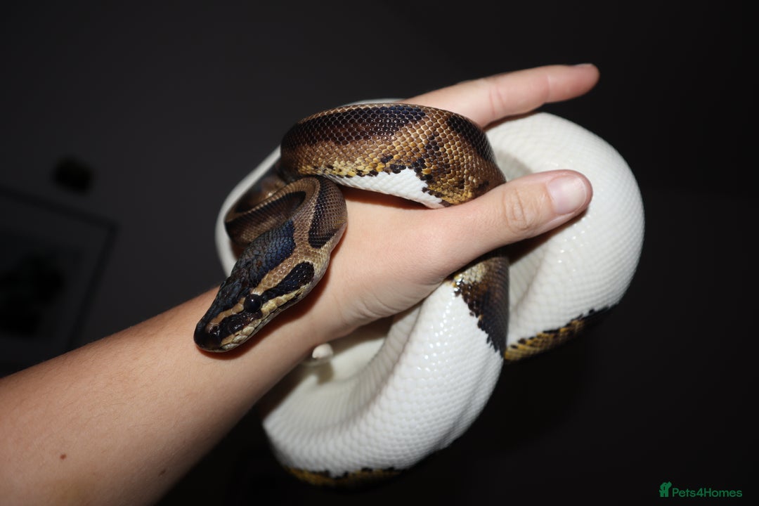 Python Snake reptiles for sale: CB24 male leopard pied - Advert 1