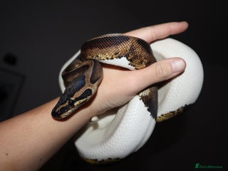 Python Snake reptiles CB24 male leopard pied - Advert 5