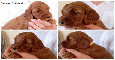 Cockapoo dogs - Advert 11