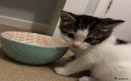 Domestic Shorthair cats for sale: 2 beautiful boy kittens  - Image 11