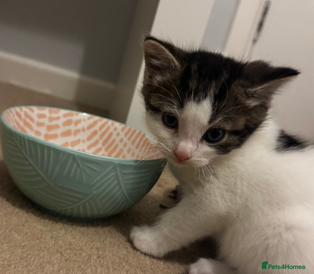 Domestic Shorthair cats for sale: 2 beautiful boy kittens  - Image 11