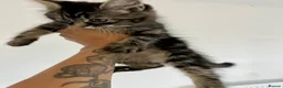 Mixed Breed cats for sale: Beautiful cuddly sweet kittens  - Advert 3