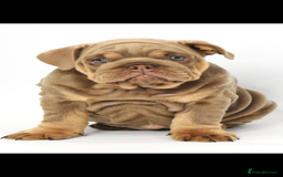 English Bulldog dogs for sale: English bulldogs - Image 7
