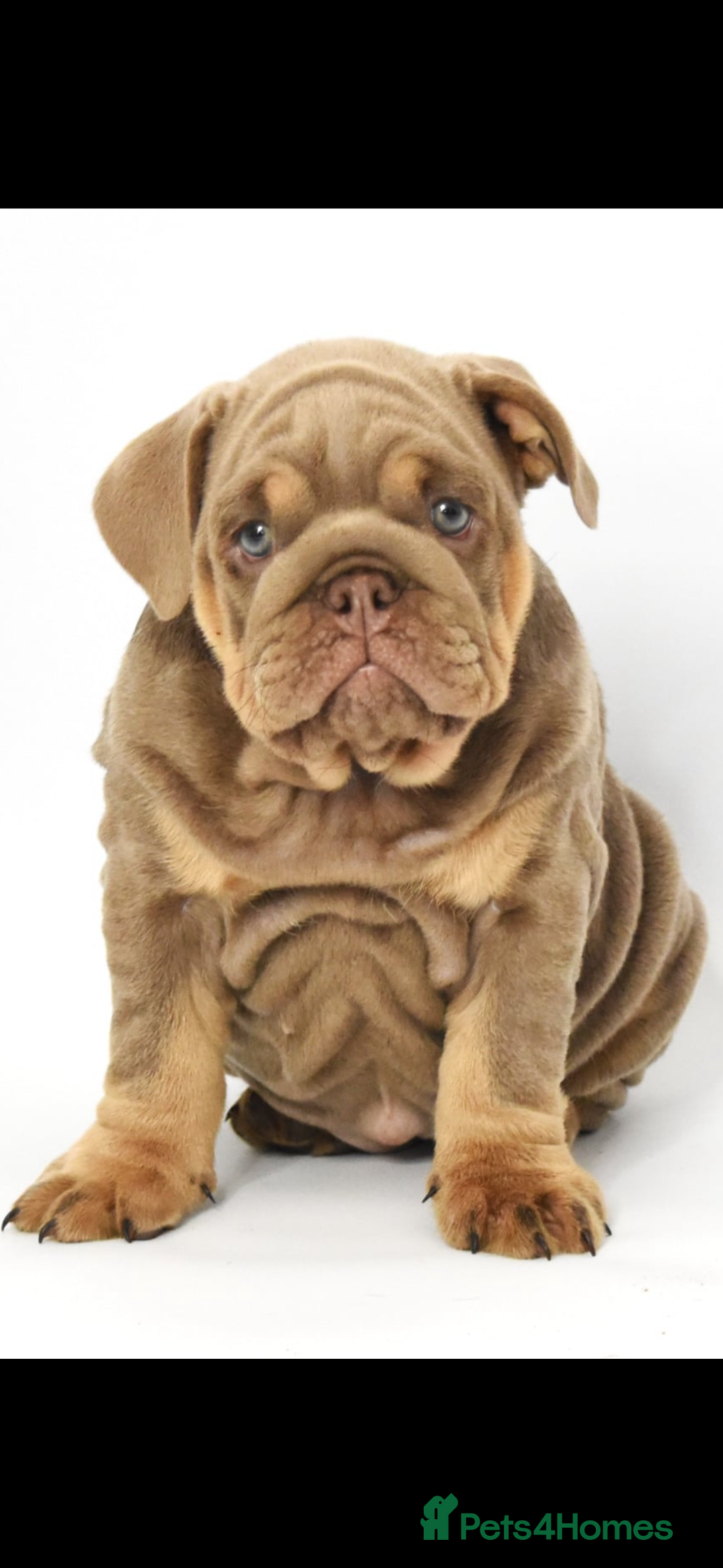 English Bulldog dogs for sale: English bulldogs - Image 7