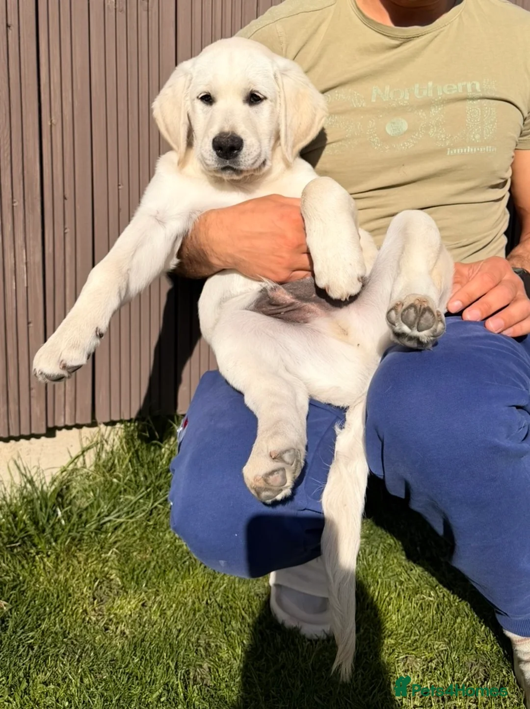 Labradoodle dogs for sale: Beautiful 11 weeks old  Goldador boy puppy  💙 - Advert 2
