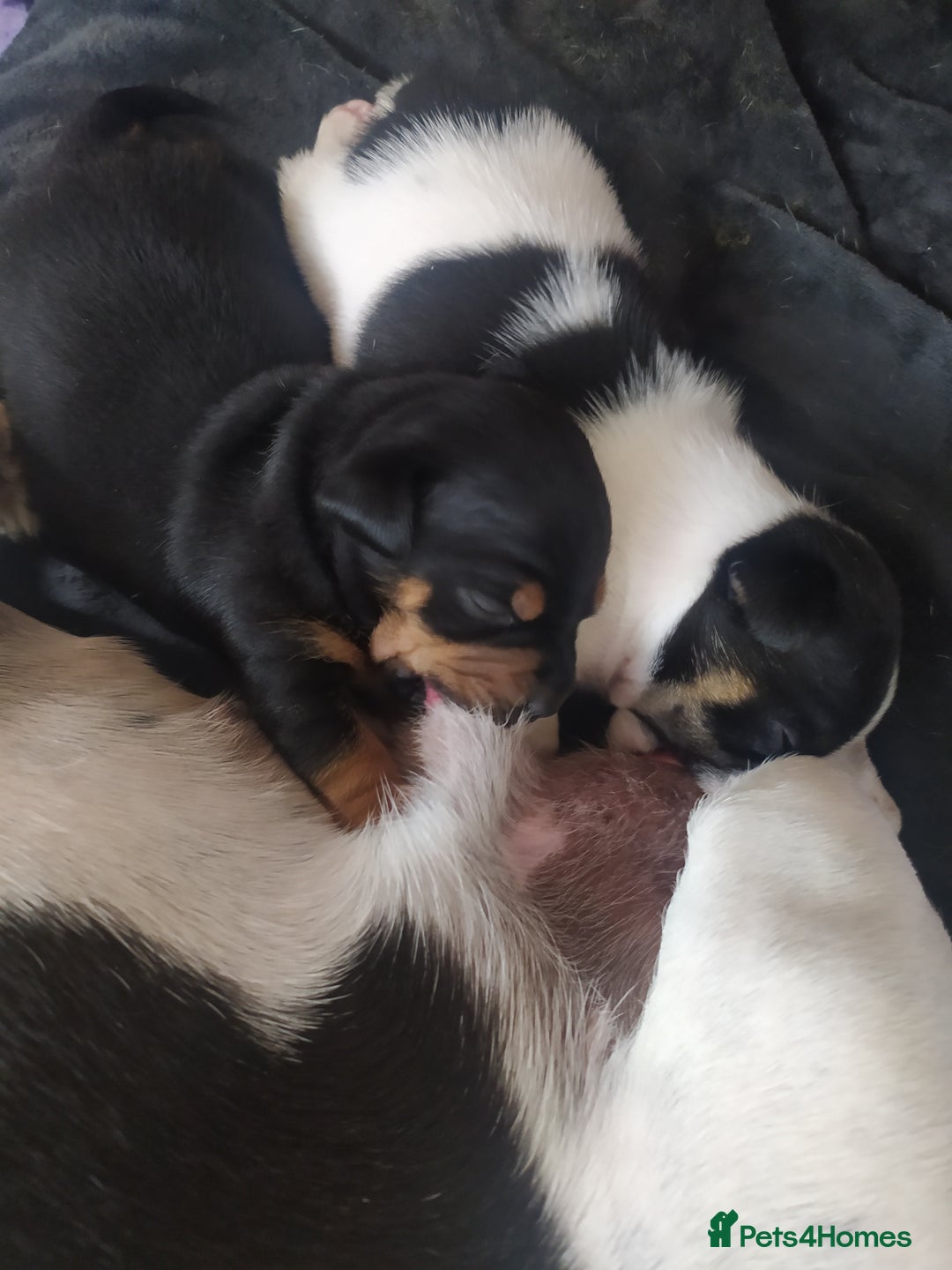 Jack Russell dogs for sale: Jack Russell  - Advert 4